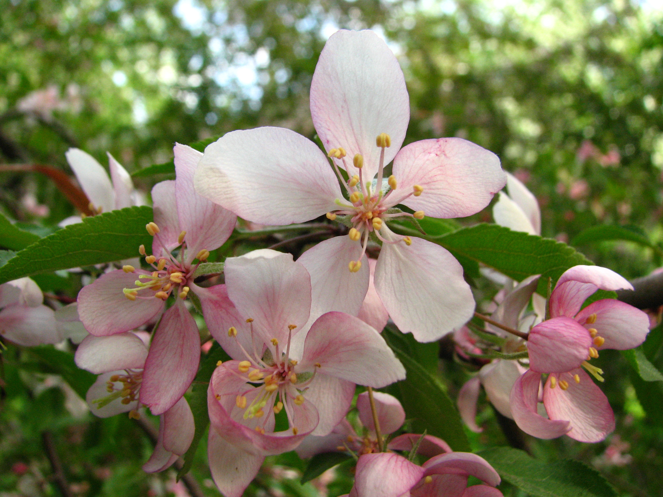 معرفی و راهنمای پرورش درختان میوه - سیب